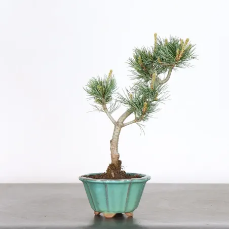 JAPANESE WHITE PINE “PENTAPHYLLA” 1-5