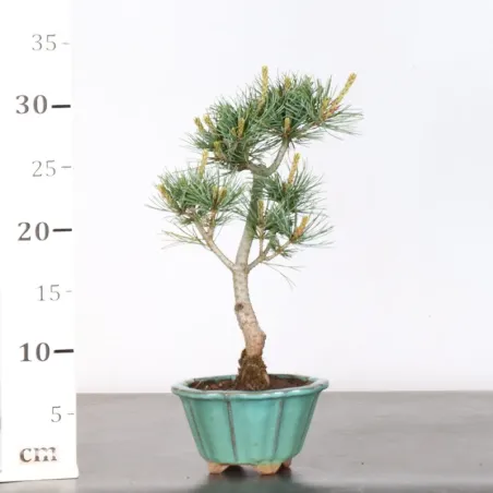 image supplémentaire - JAPANESE WHITE PINE...