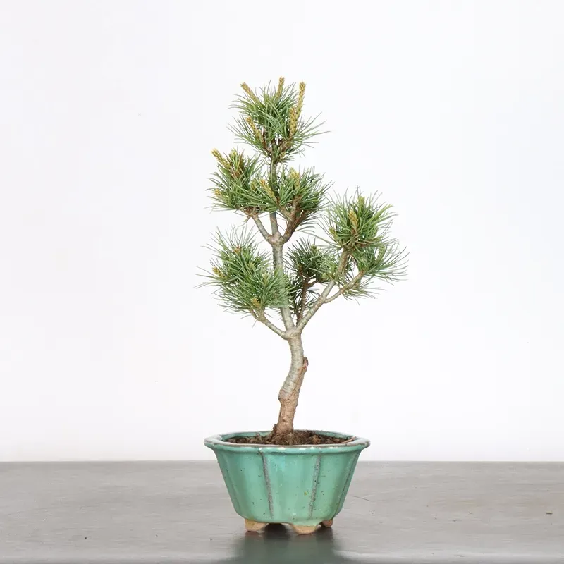 Bonsai Pin Pentaphylla PP-1-6