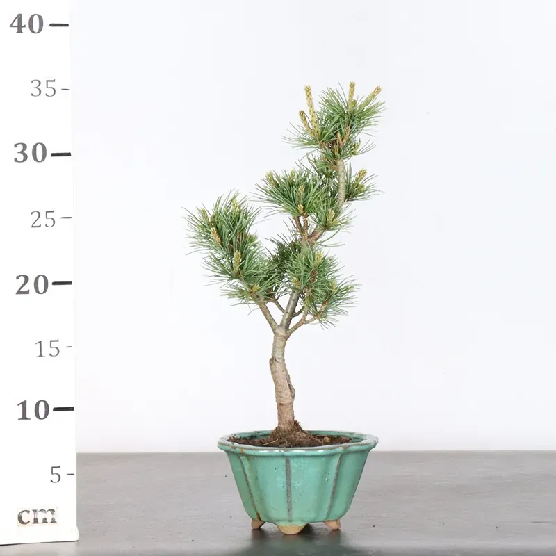 image supplémentaire - JAPANESE WHITE PINE...