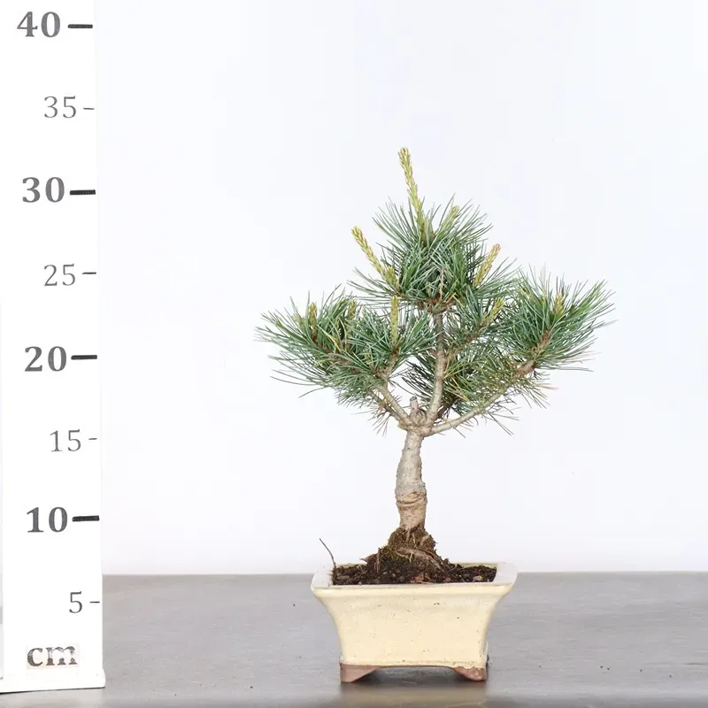 image supplémentaire - JAPANESE WHITE PINE...