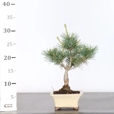 image supplémentaire - JAPANESE WHITE PINE...