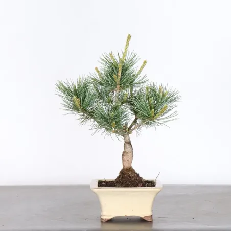 Bonsai Pin Pentaphylla PP-1-8