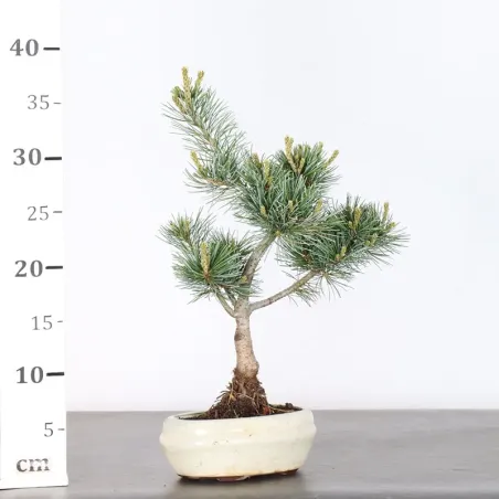 image supplémentaire - JAPANESE WHITE PINE...