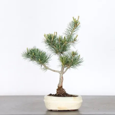JAPANESE WHITE PINE “PENTAPHYLLA” 1-9