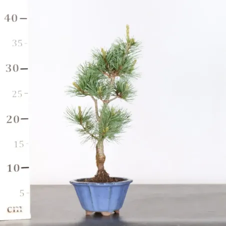 image supplémentaire - JAPANESE WHITE PINE...