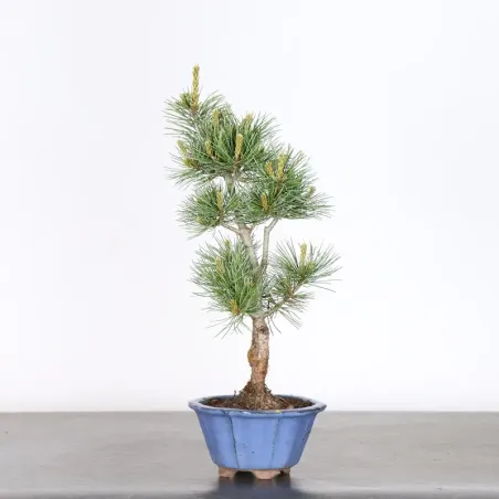 Bonsai Pin Pentaphylla PP-1-10