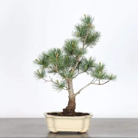 Bonsai Pin Pentaphylla PP-1-11