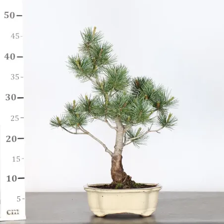 image supplémentaire - PIN BLANC DU JAPON...