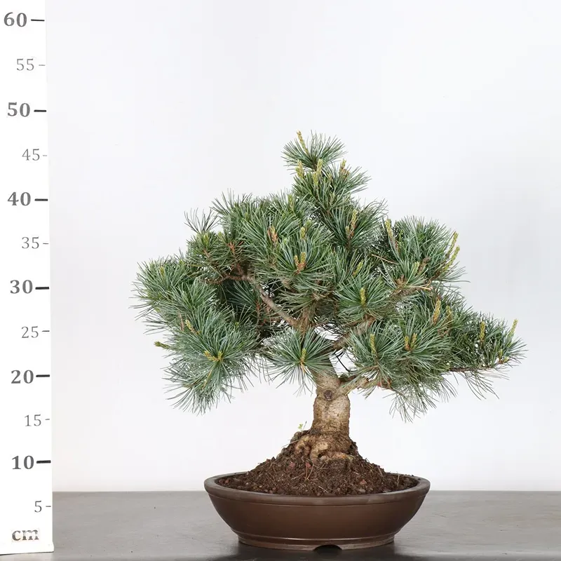 image supplémentaire - PIN BLANC DU JAPON...