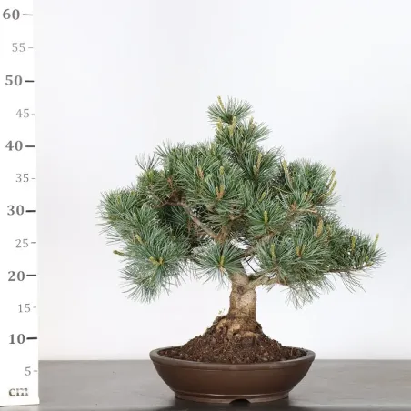 image supplémentaire - JAPANESE WHITE PINE...