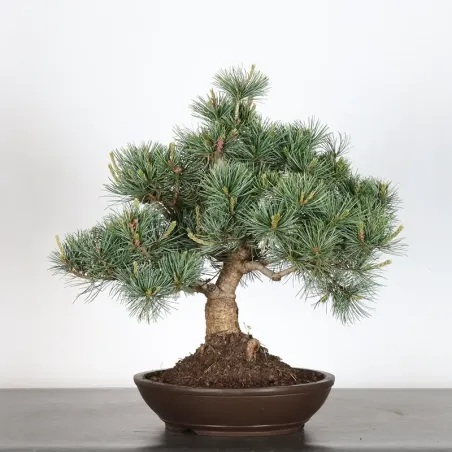 JAPANESE WHITE PINE “PENTAPHYLLA” 1-12