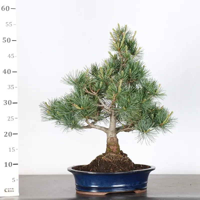 image supplémentaire - JAPANESE WHITE PINE...