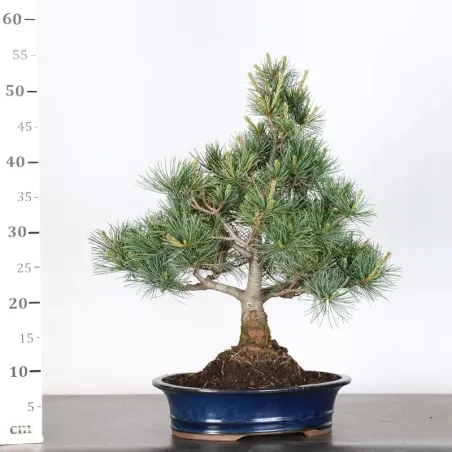 image supplémentaire - JAPANESE WHITE PINE...