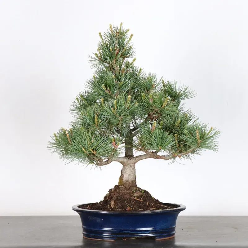 JAPANESE WHITE PINE “PENTAPHYLLA” 1-14