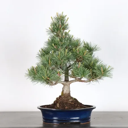 JAPANESE WHITE PINE “PENTAPHYLLA” 1-14