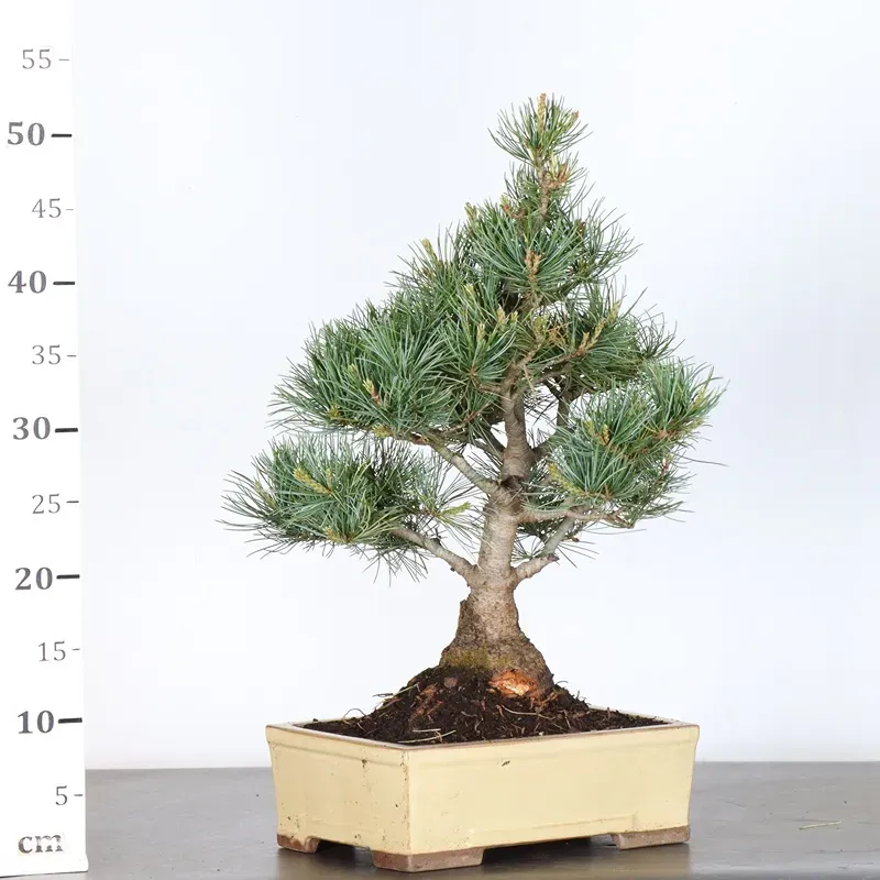 image supplémentaire - PIN BLANC DU JAPON...