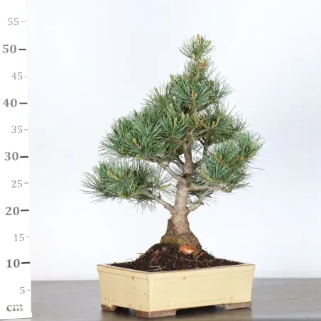 image supplémentaire - JAPANESE WHITE PINE...