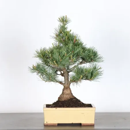 JAPANESE WHITE PINE “PENTAPHYLLA” 1-15