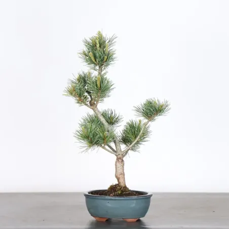 Bonsai Pine Pentaphylla PP-1-7
