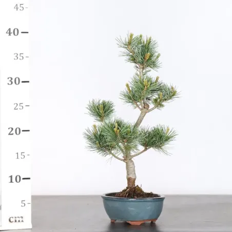 image supplémentaire - JAPANESE WHITE PINE...