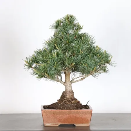 JAPANESE WHITE PINE “PENTAPHYLLA” 1-16