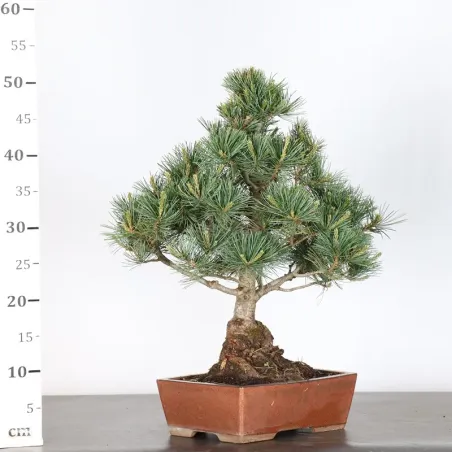 image supplémentaire - JAPANESE WHITE PINE...