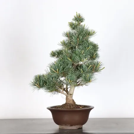 PIN BLANC DU JAPON "PENTAPHYLLA" 1-17