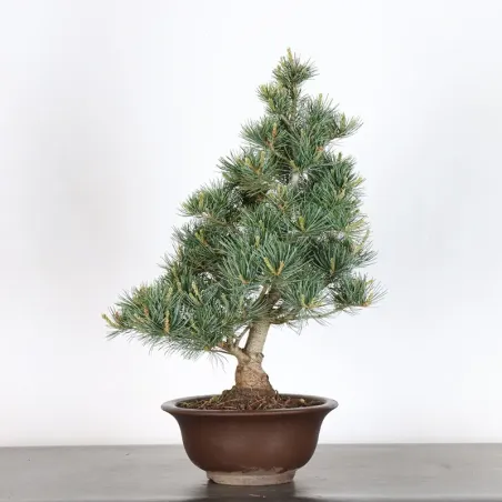 image supplémentaire - PIN BLANC DU JAPON...