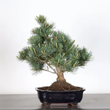 PIN BLANC DU JAPON "PENTAPHYLLA" 1-18