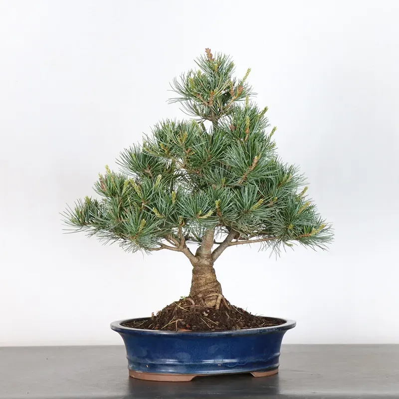 image supplémentaire - JAPANESE WHITE PINE...