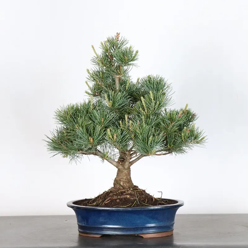 Bonsai Pin Pentaphylla PP-2-2