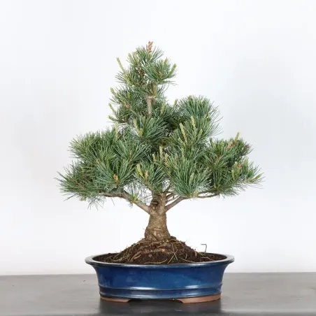 Bonsai Pine Pentaphylla PP-2-2
