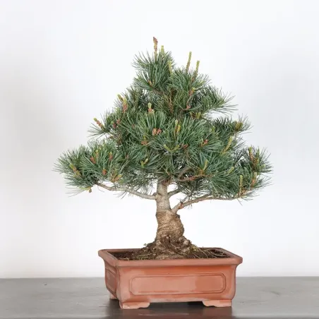 PIN BLANC DU JAPON "PENTAPHYLLA" 2-3