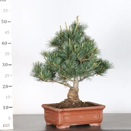 image supplémentaire - JAPANESE WHITE PINE...