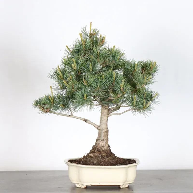 Bonsai Pin Pentaphylla PP-2-1