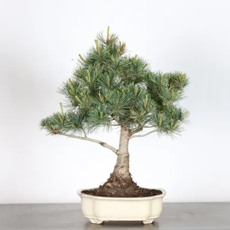 Bonsai Pin Pentaphylla PP-2-1
