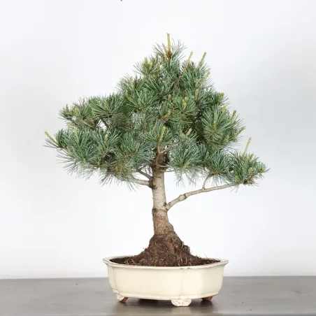 image supplémentaire - JAPANESE WHITE PINE...