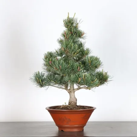 JAPANESE WHITE PINE “PENTAPHYLLA” 2-4