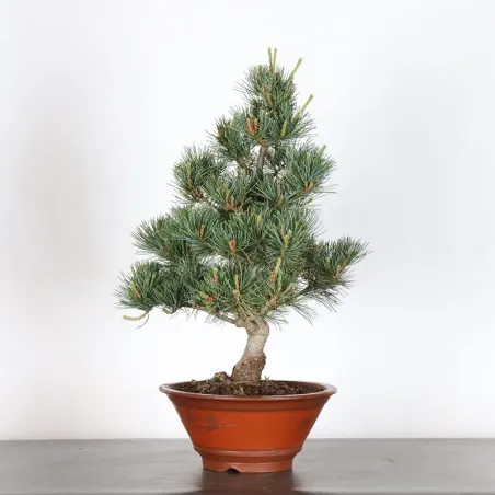 image supplémentaire - JAPANESE WHITE PINE...