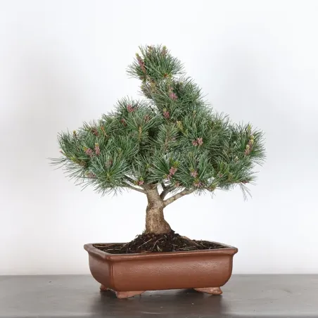 image supplémentaire - JAPANESE WHITE PINE...