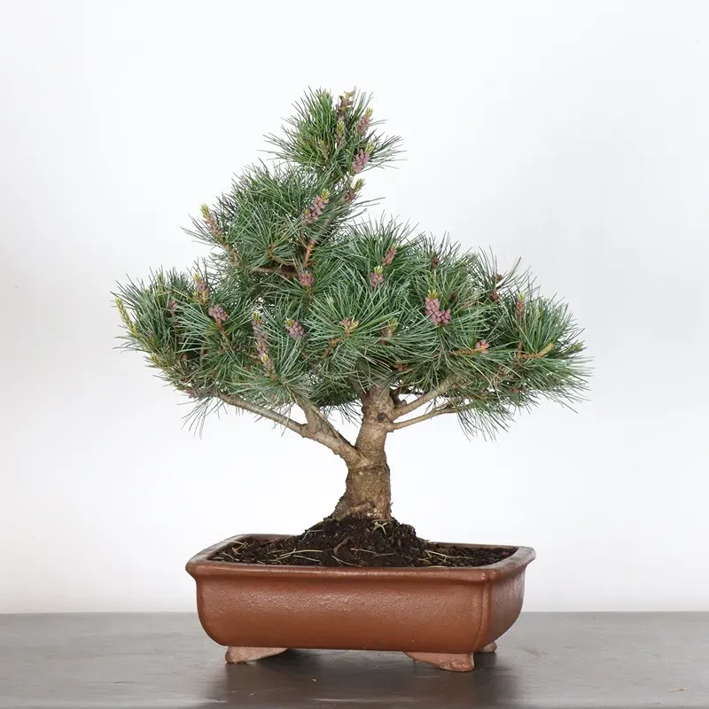 JAPANESE WHITE PINE “PENTAPHYLLA” 2-5