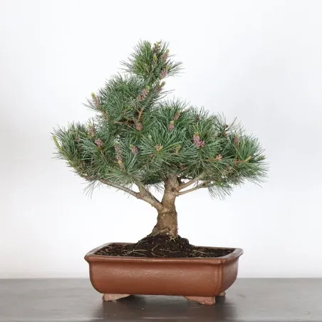 JAPANESE WHITE PINE “PENTAPHYLLA” 2-5
