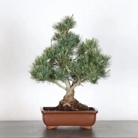 JAPANESE WHITE PINE “PENTAPHYLLA” 2-6