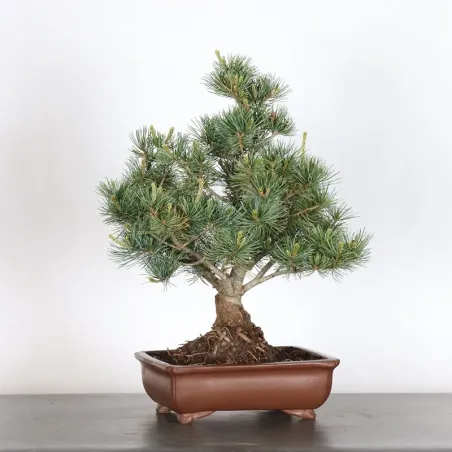 image supplémentaire - JAPANESE WHITE PINE...