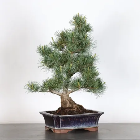 JAPANESE WHITE PINE “PENTAPHYLLA” 2-7