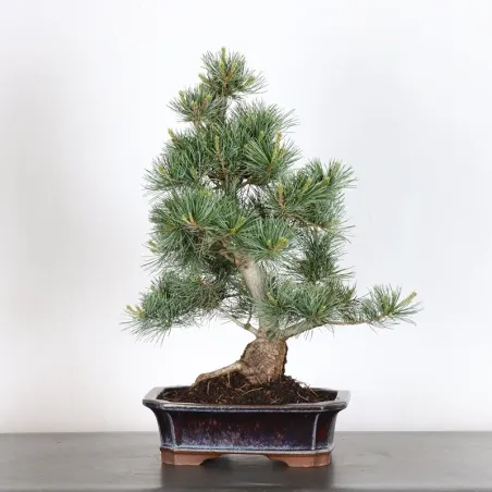 image supplémentaire - JAPANESE WHITE PINE...