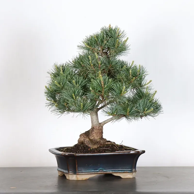 PIN BLANC DU JAPON "PENTAPHYLLA" 2-8