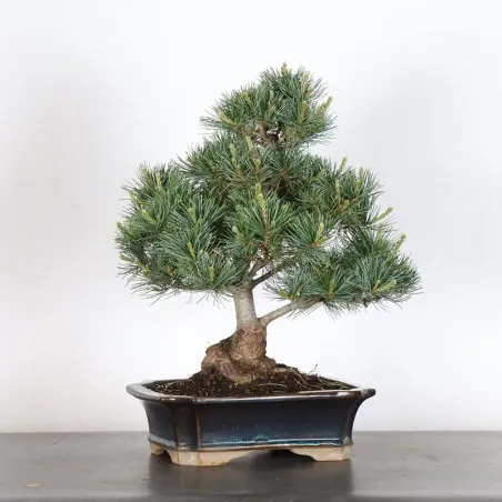 PIN BLANC DU JAPON "PENTAPHYLLA" 2-8