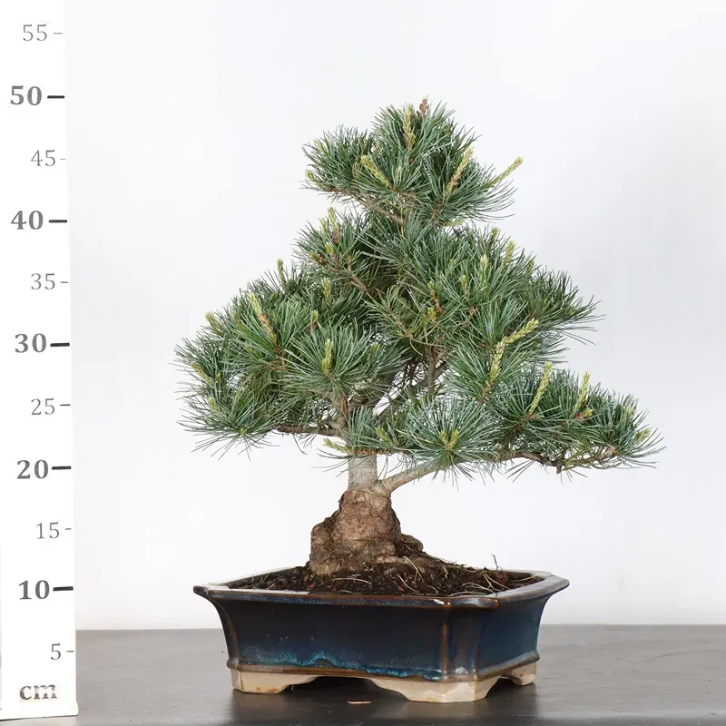 image supplémentaire - PIN BLANC DU JAPON...